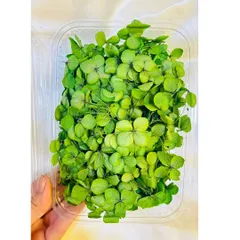 This box of light green dried hydrangea flowers adds a fresh, natural element to any resin project. They are carefully preserved to ensure the highest quality for your art.