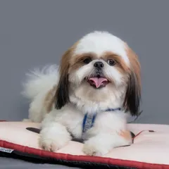 This adorable Shih Tzu is relaxing on a comfy mat during a pop-up shoot. I bring treats and toys to make sure every pet feels comfortable and happy in front of the camera.