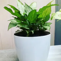 This Syngonium, or Arrowhead Plant, is a perfect example of an easy-care desktop plant. Its variegated leaves add visual interest, and it stays compact, making it ideal for adding a splash of green to a workstation without cluttering it.