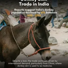 India's donkey population has declined by 61% in a decade, largely due to the illegal donkey skin trade. Despite a ban, the trade continues, driven by international demand.