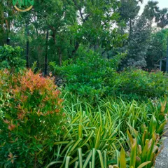 This image shows our approach to creating dense, layered gardens. We combine plants with different colors, textures, and heights, like the reddish new growth of the Syzygium and the striped leaves of the Pandanus, to create a rich, natural look.