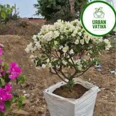A stunning white Bougainvillea, looking elegant and pure in a large planter.