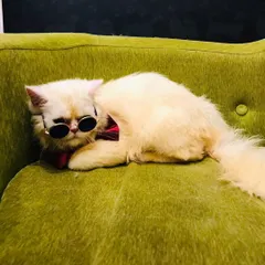 Simba the cat is the definition of cool, lounging with sunglasses after his spa day. We love his style.