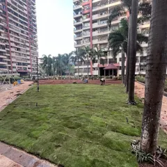 The finished 6,500 sq. ft. lawn at Maple Leaf in Powai. It's always satisfying to see a vast area turn into a lush green carpet.