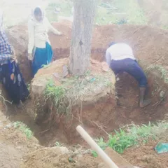 The process begins with careful excavation. Our team digs wide around the base to preserve as much of the root system as possible, which is the most important step for the tree's survival after the move.