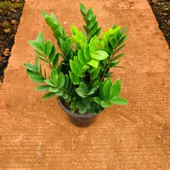 A top-down view of a young, healthy green ZZ plant. We ensure all our plants are well-rooted and robust before they are delivered to you, guaranteeing a strong start for your new indoor greenery. This plant is renowned for being easy to grow and providing oxygen 24/7.