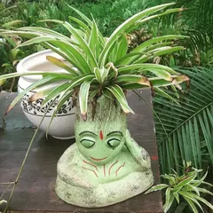 This meditating figure pot is one of my most popular decorative ceramic planters. It's perfect for indoor plants like this spider plant and adds a peaceful, unique touch to any room. Order now to get this special piece.