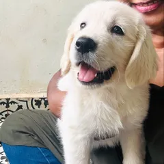 Cuddles with this sweet Golden Retriever puppy are the best kind of work break. We give our puppies lots of affection to make them feel secure.