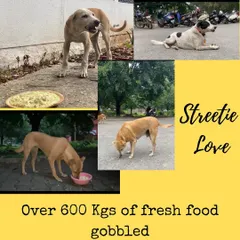 This collage celebrates the many street dogs we've been able to feed thanks to our community. From the shy ones to the brave ones, we are committed to providing them all with a reliable source of good food.