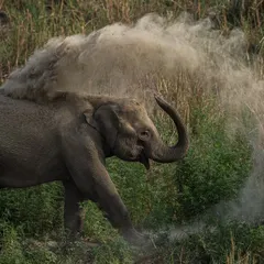 An elephant mid-dust bath, its trunk carving a perfect arc in the air. With my 400mm f/2.8 lens and a fast shutter speed, I turned this fleeting scene into a timeless frame of nature's art in motion.