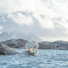 This image captures the personal odyssey of an Arctic expedition. Witnessing this polar bear navigate its fragile, watery world is a profound connection to the resilience of life and the delicate balance of our planet's ecosystems.