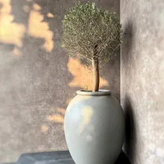 An elegant Olive Tree in a simple pot becomes a stunning piece of living art. We placed this statement tree in the corner of a premium banquet hall, where the warm sunlight highlights its delicate leaves and sculptural form.