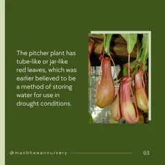 The pitcher plant has tube-like or jar-like red leaves. It was once believed this was a method of storing water for droughts, but the truth is even more interesting.