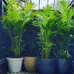Getting a bulk order ready for delivery. This truck is loaded with healthy Areca Palms in various stylish pots, ready to be transported to a client for an office or residential project.