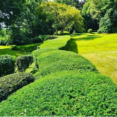 A close-up of a flowing, serpentine hedge. This demonstrates the skill involved in pruning and shaping shrubs over time to create a unique and artistic garden feature.