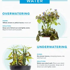 This infographic explains how to identify issues related to watering. It shows the distinct signs of overwatering, like wilted yellow leaves, and underwatering, such as dry brown leaves, and provides simple solutions for both.