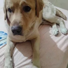 A close-up of Simba the Labrador, looking calm and happy while relaxing on the bed.