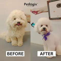 From a fluffy cloud to a perfectly coiffed pup. This makeover highlights our skill in shaping and styling, giving this dog a fresh, clean, and adorable new look.