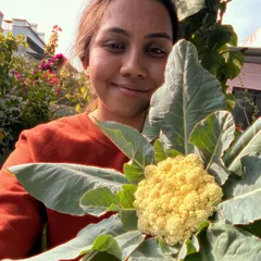 A proud moment with a beautiful head of cauliflower grown in my family's garden. I can guide you on growing brassicas like cauliflower and broccoli, even if you're a beginner.