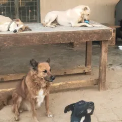A typical hangout session. Dogs lounging on a table, sitting patiently, and looking up for attention. Each has their own unique personality.