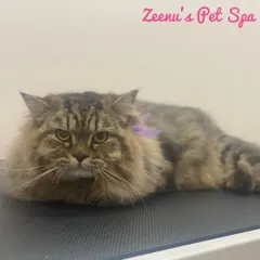 This is Boston, a classic long-haired tabby Persian, looking very relaxed post-groom. My de-shedding treatment works wonders on thick coats like his, reducing shedding at home and keeping his fur in top condition.