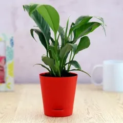 The Peace Lily is a fantastic air-purifying plant known for its elegant white flowers and glossy green leaves. It's a low-maintenance choice that thrives indoors, making it a thoughtful gift for a healthier home.