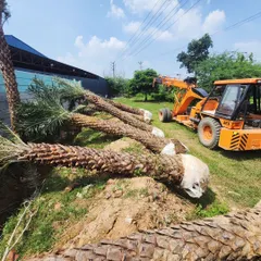 Several large Date Palm trees lie ready for planting at a project site. We ensure the root balls are carefully protected to guarantee a high success rate after transplantation.