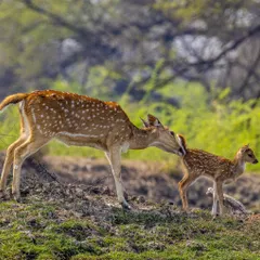 A raw, quiet moment between a Sika deer mother and her fawn. Capturing the connection between animals in their natural habitat is a huge part of my work. It’s not just about the picture, it’s about the story.