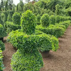 This is a view of my nursery, showcasing a variety of topiary figures ready for selection. The piece in the foreground has a unique, abstract shape, demonstrating the range of custom forms I can create beyond just animals.