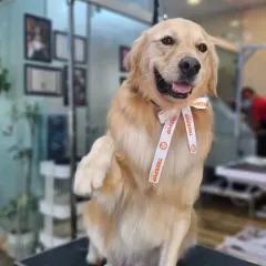 This happy Golden Retriever is giving me a high-five after his spa day. It's moments like these that make my job so rewarding.