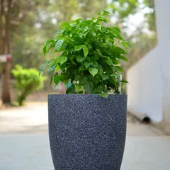 The texture of a planter can add another layer of interest to your decor. This pot features a speckled, stone-like finish that provides a rustic yet modern feel.