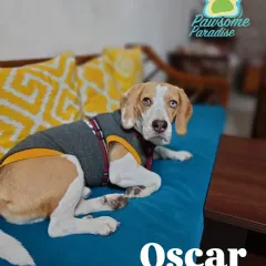 This is Oscar, a handsome Beagle with the most beautiful eyes. He's posing so perfectly on the couch.