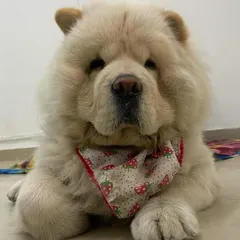 Look at that fluff. This gorgeous Chow Chow is all smiles after a full spa day with us. We specialize in handling double-coated breeds, ensuring they leave feeling fresh, comfortable, and looking their absolute best.