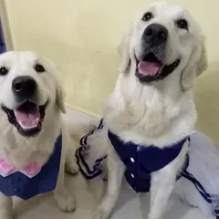 While it's not natural for dogs to wear clothes, it can be a fun activity if done correctly. The key is to build positive associations and ensure the dog is comfortable and not stressed. Here are some of our favorite dress-up moments.