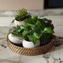 Baskets and plants are a perfect match. Here, we've created a simple tabletop arrangement with a few small plants in a round cane tray. It's an easy way to group plants together and create a green centerpiece.