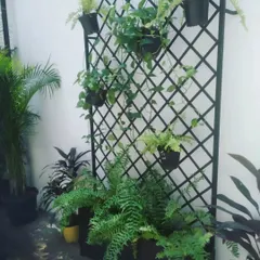 A closer look at the trellis we installed for a dear client. It's a versatile solution that allows for a mix of planters and climbers, like these ferns and pothos, to create a personalized garden wall.