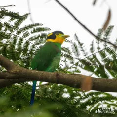 The Long-tailed Broadbill, also known as the Helmet Bird, is a jewel of the Eastern Himalayas. Its vibrant green body, yellow face, and long blue tail are truly unique.