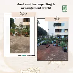 This is how we give a terrace a complete makeover without adding new plants. By simply repotting and rearranging the existing setup, we created a more organized and visually appealing garden space.