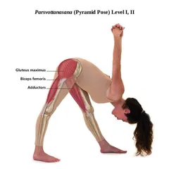 Parsvottanasana (Pyramid Pose) provides an intense stretch for the back of the legs. This graphic details the engagement of the gluteus maximus, biceps femoris, and adductors.
