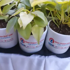 A healthy Jade plant potted in a clean, white ceramic planter featuring the Bank of Baroda logo. This image highlights our custom corporate branding capabilities, paired with our elegant and convenient gift box.