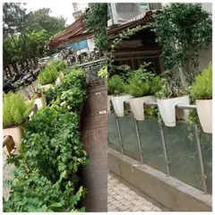 This collage shows an outdoor entryway transformation. I used a variety of lush, green plants in clean white planters to create a dense, layered garden that enhances the building's curb appeal.