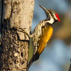 A detailed portrait of a Black-rumped Flameback woodpecker clinging to a tree. The golden-yellow back and patterned feathers are captured in beautiful light, highlighting the bird's unique markings.