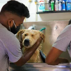 Mufasa the Golden Retriever getting a relaxing head massage during his bath. We make sure every part of the grooming process is as stress-free as possible.