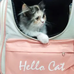 This calico Persian kitten looks calm and observant inside the carrier. I choose travel bags that are not just stylish but also provide a sense of security for the animal, which is my top priority.