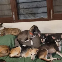 Sunday vibes at the shelter. A couch full of dogs is a common sight here. They have learned to share space and live together in harmony.