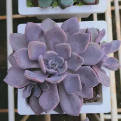 The lovely purple tones of this Graptopetalum 'Superbum'. These succulents change color depending on the amount of sunlight they receive.