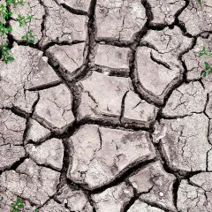 I find beauty even in cracked, dry earth. This top-down shot focuses on the abstract patterns and textures created by the drought, with small green plants showing signs of life. It's a different kind of nature photography.
