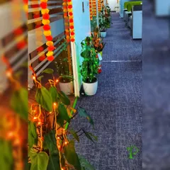 My office plants are all dressed up for the festival of lights. Here's how I helped a corporate client decorate their workspace with plants and fairy lights to create a joyous and green Diwali atmosphere.