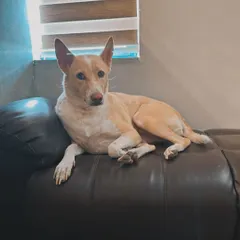 This is Zorra, a beautiful Indie, chilling on the sofa like she owns the place. This is exactly what we want, for every dog to feel completely at home.