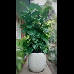 The Fiddle-leaf Fig is one of our most requested statement plants. Potted in a modern, textured white planter, its large, glossy leaves bring a touch of sophisticated nature indoors, perfect for a bright corner in a home or office lobby.